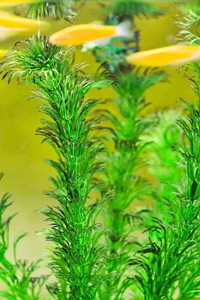 Hornwort: Kompletný sprievodca starostlivosťou