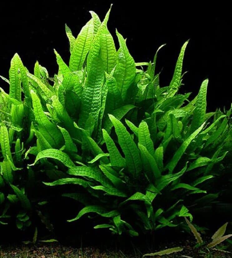 Vzhľad Java Fern