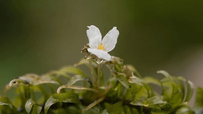 Kvetina Anacharis