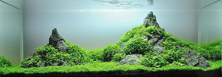 Staurogyne Repens Vzhľad