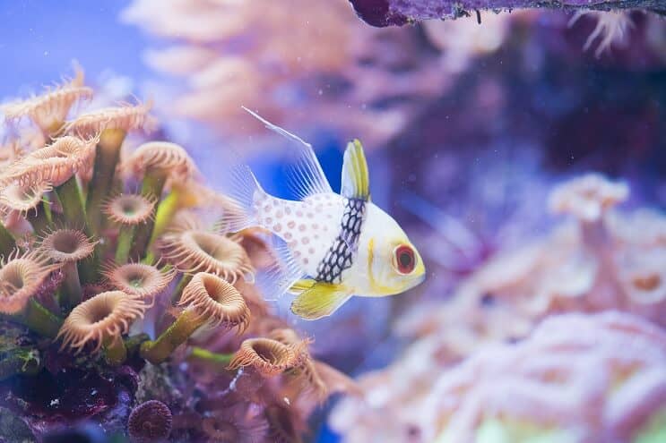 Pyžama Cardinalfish