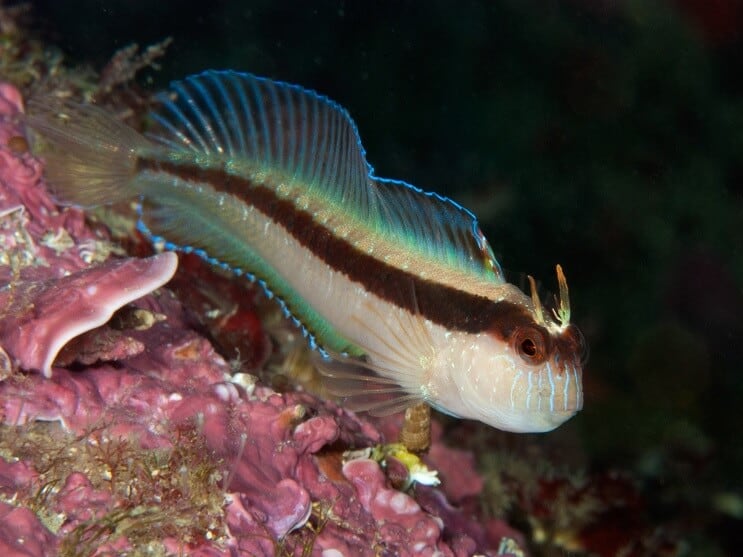 Biely Blenny