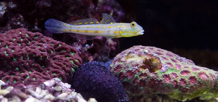 Diamantový strážnik Goby