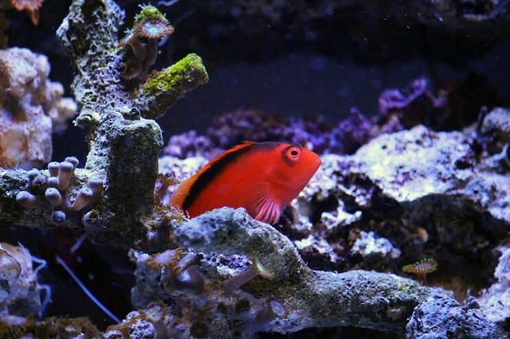 Plameň Hawkfish