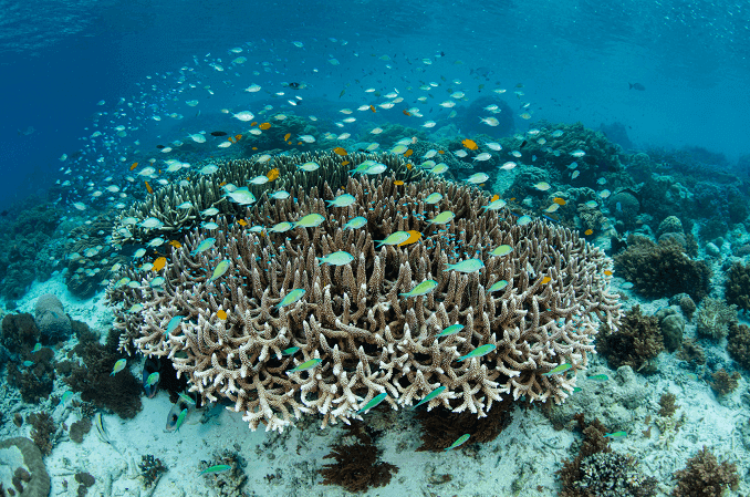 Škola Damselfish