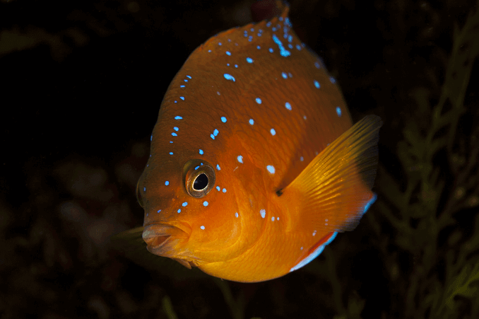 Juvenilný Garibaldi
