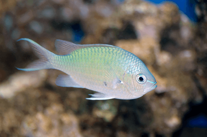 Vzhľad zeleného chroma