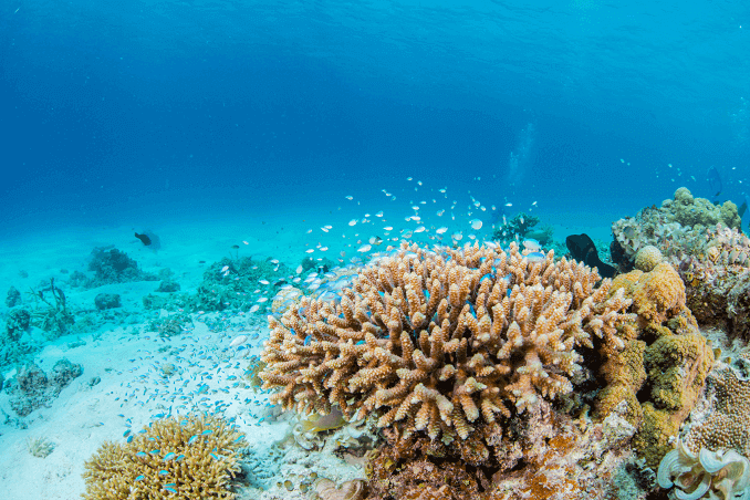 Zelená farba Chromis Schoal