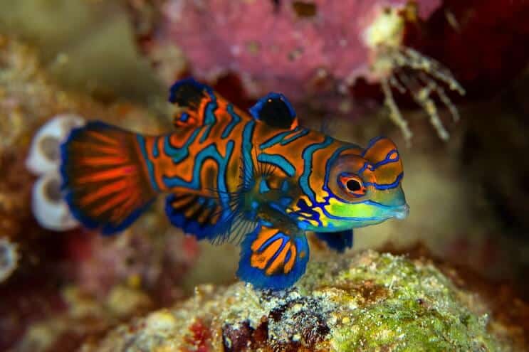 Vzhľad mandarínky Dragonet