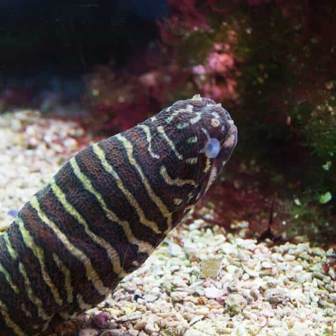 Zebra Moray úhor