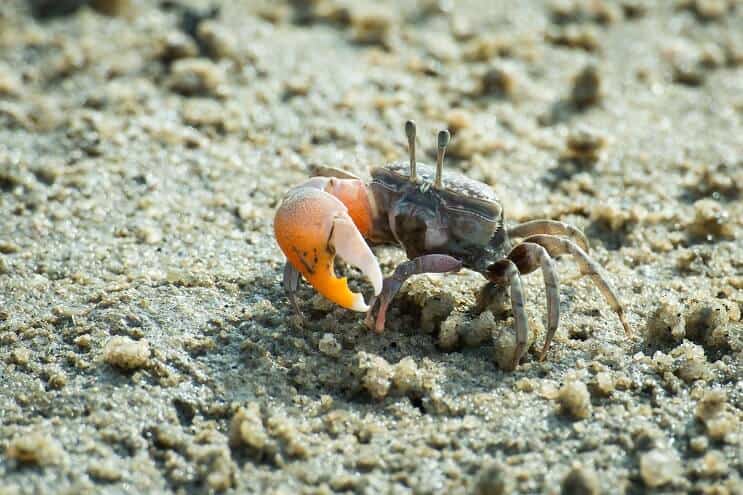 Samec Fiddler Crab
