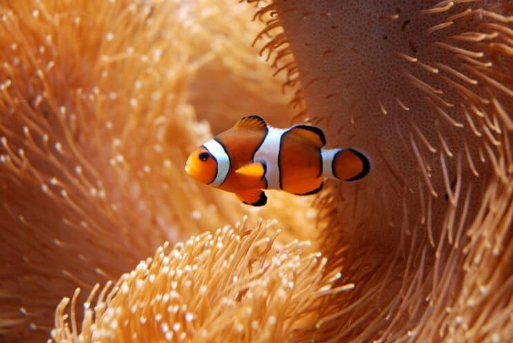 Klaun s Anemone