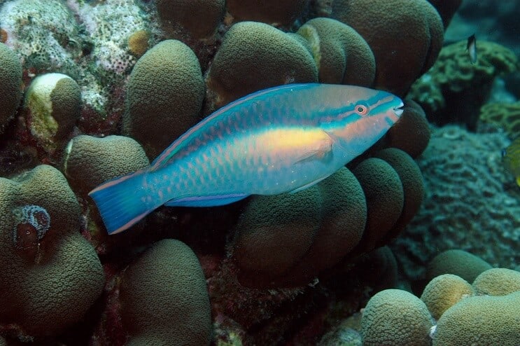Princezná Parrotfish