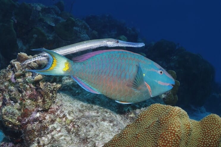 Stolight Parrotfish